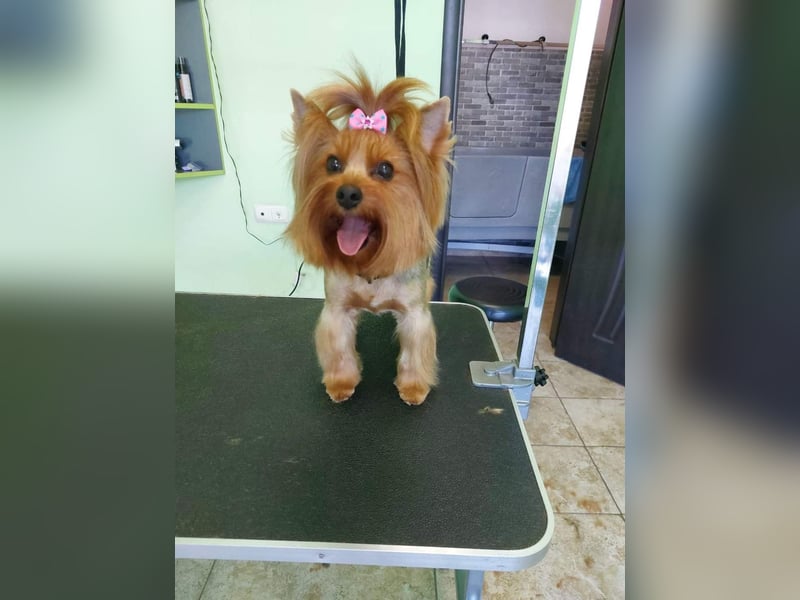 Yorkshire terrier
