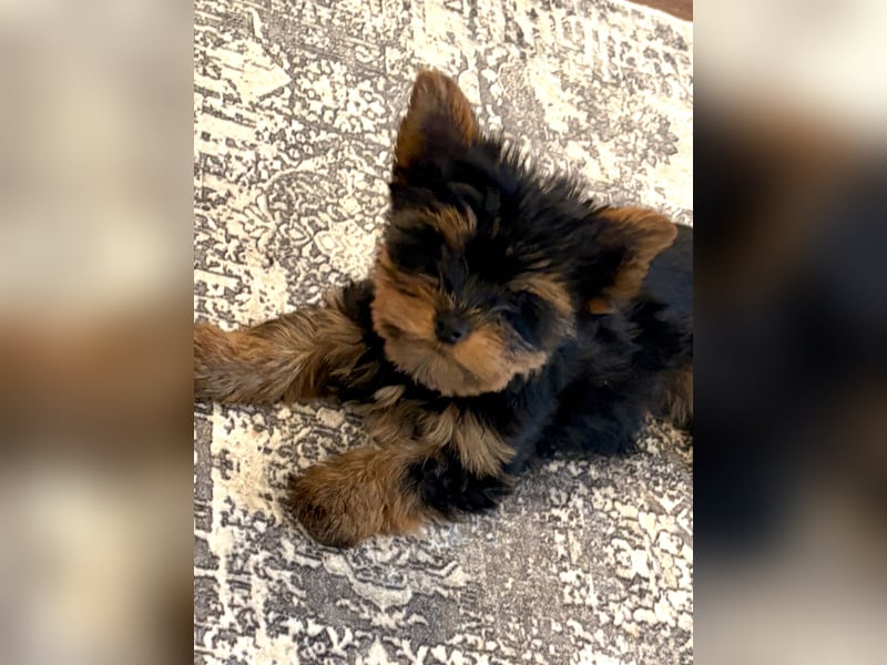Yorkshire terrier