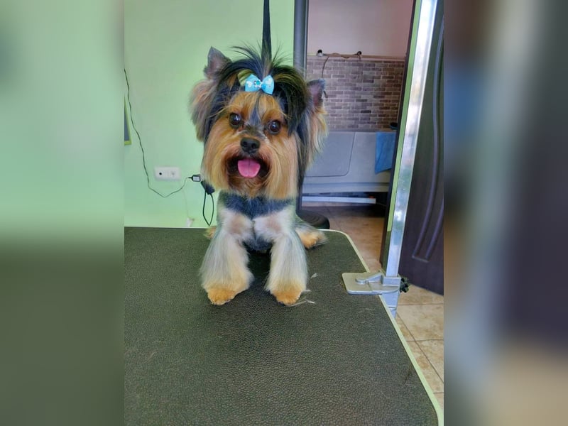 Yorkshire terrier