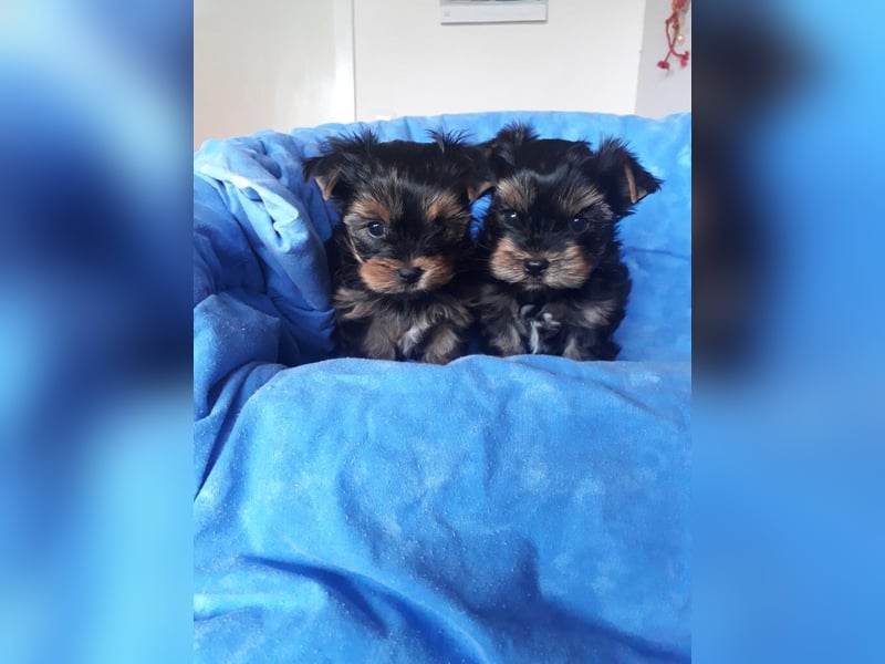 Yorkshire Terrier Welpen black and tan mit Ahnentafel