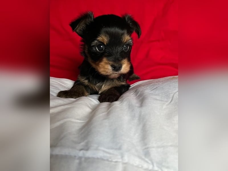 Yorkshire Terrier Welpen black and tan mit Ahnentafel
