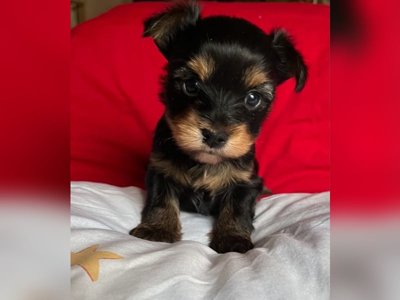 Yorkshire Terrier Welpen black and tan mit Ahnentafel