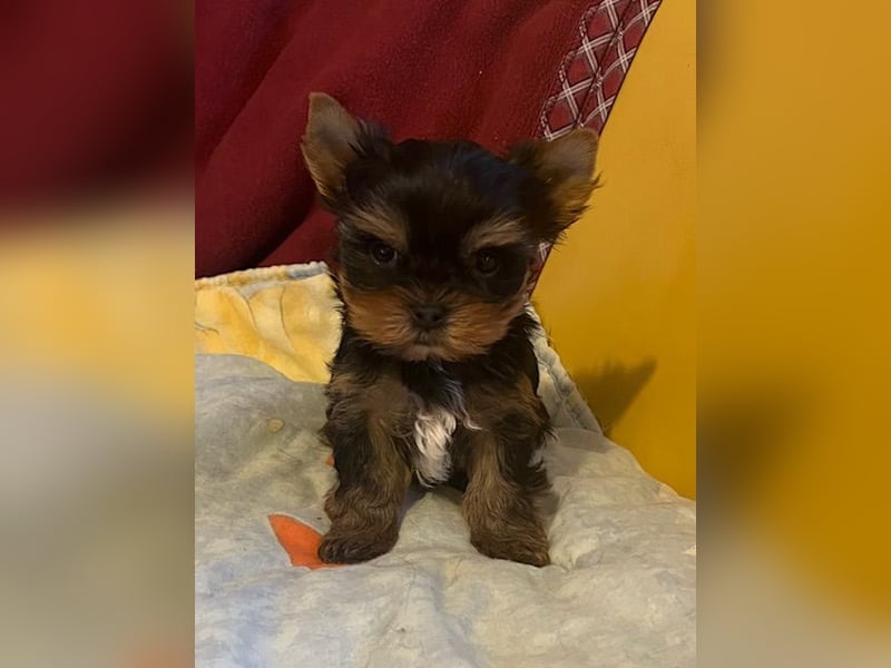 Yorkshire Terrier Welpen black and tan mit Ahnentafel