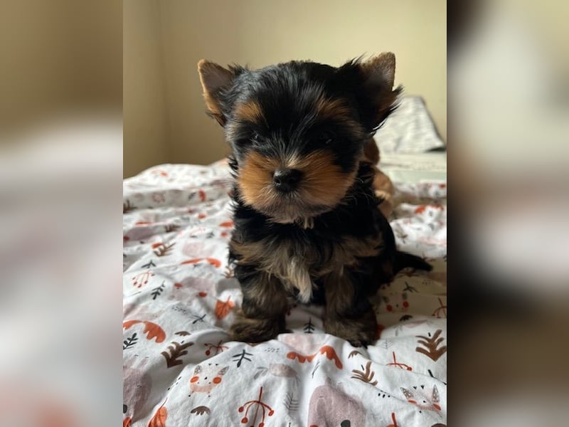 Yorkshire Terrier Welpen black and tan mit Ahnentafel