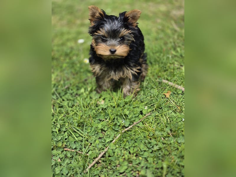 Yorkshire Terrier Welpen