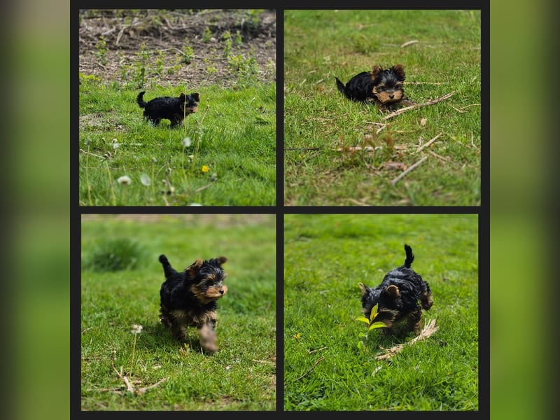 Yorkshire Terrier Welpen