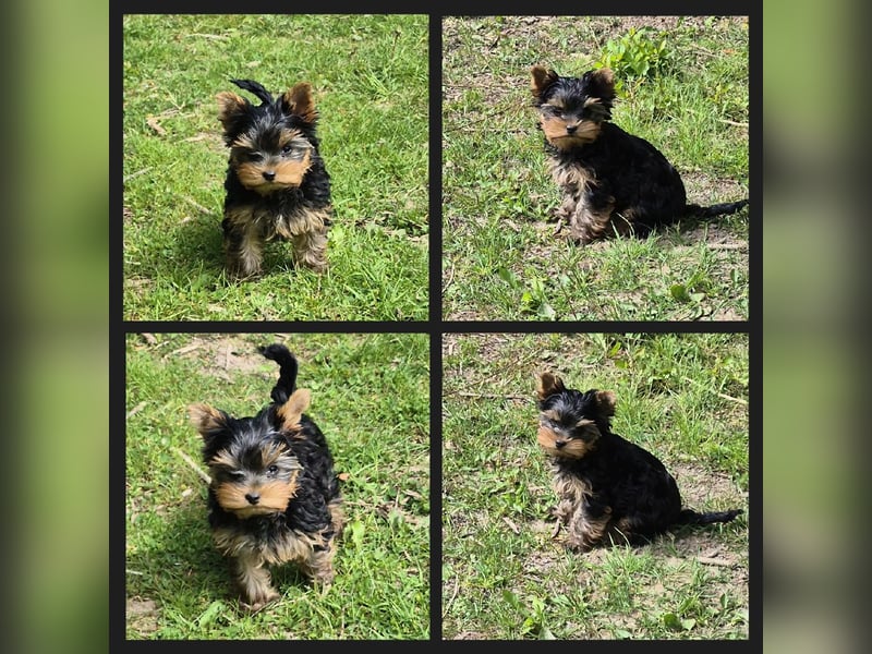 Yorkshire Terrier Welpen