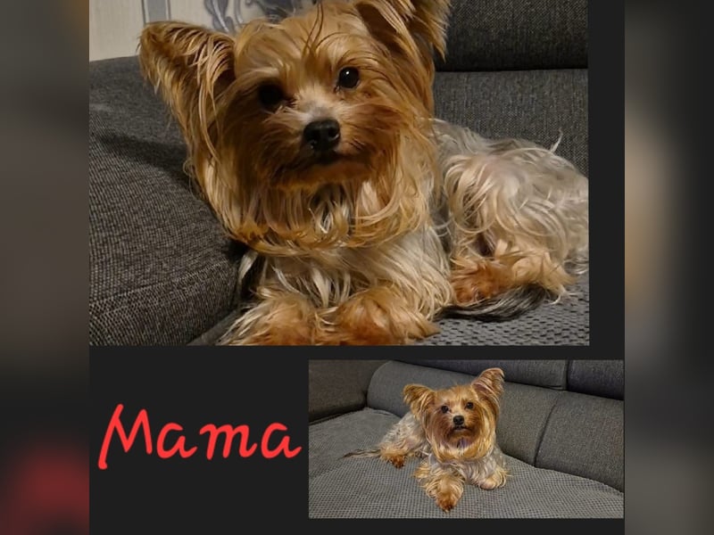 Yorkshire Terrier Welpen