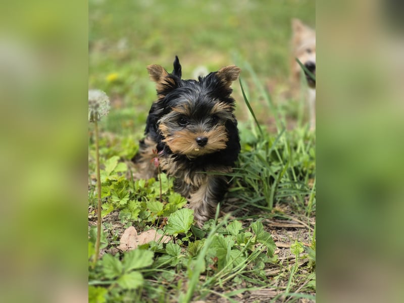 Yorkshire Terrier Welpen