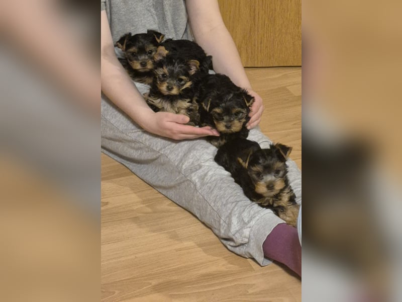 Yorkshire Terrier Welpen