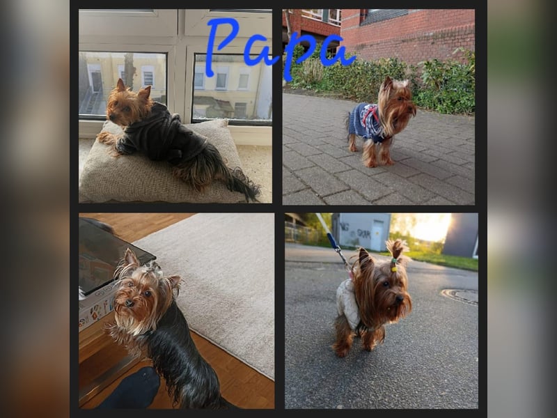 Yorkshire Terrier Welpen