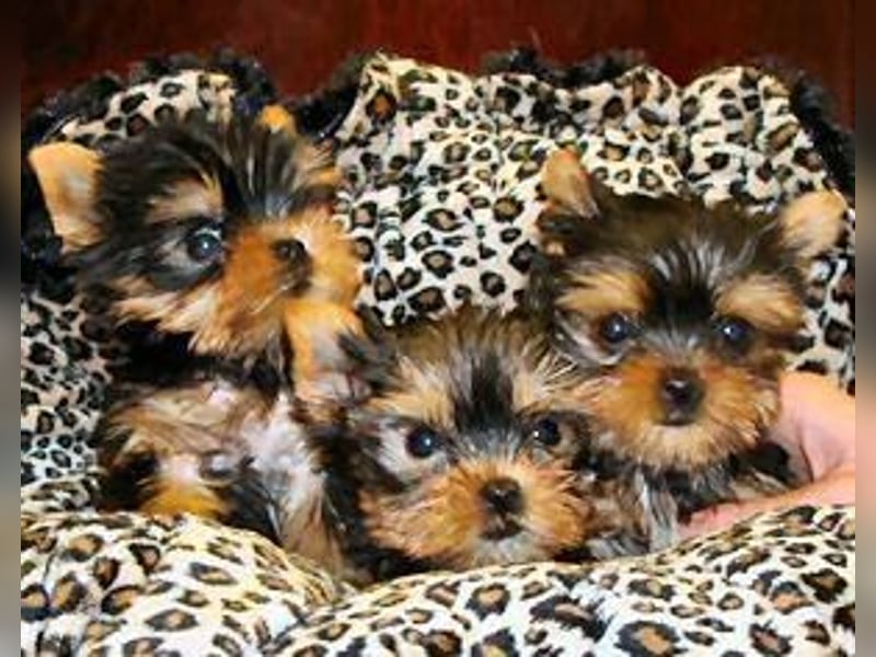 Teacup Yorkshire Terriers for sale