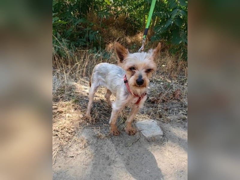 Soli ein liebes Yorkie Mädchen