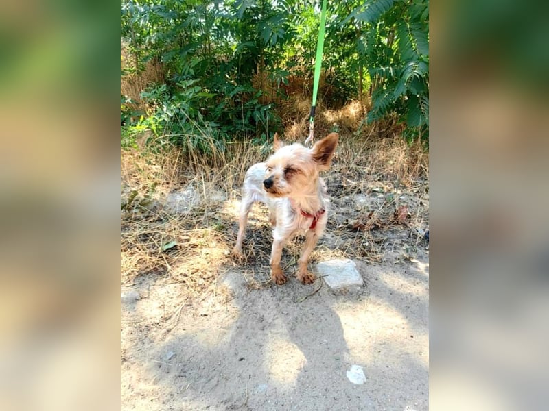 Soli ein liebes Yorkie Mädchen
