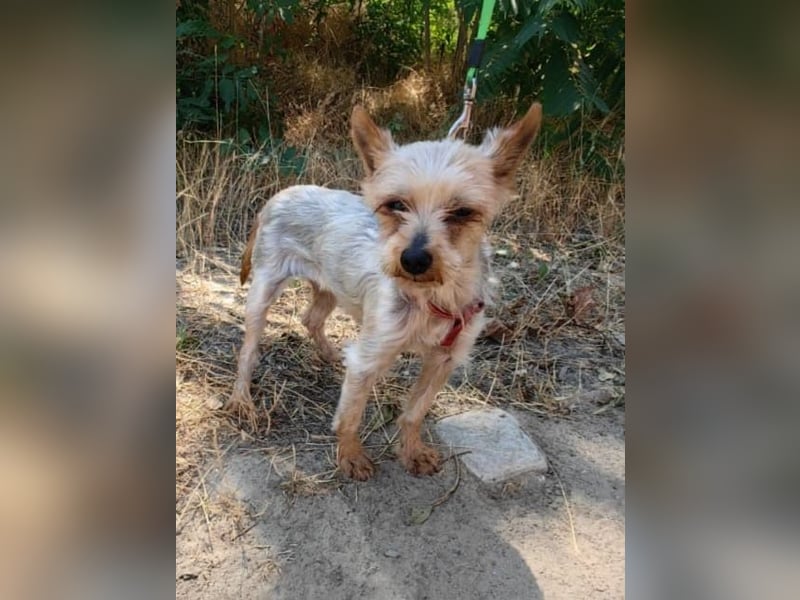 Soli ein liebes Yorkie Mädchen