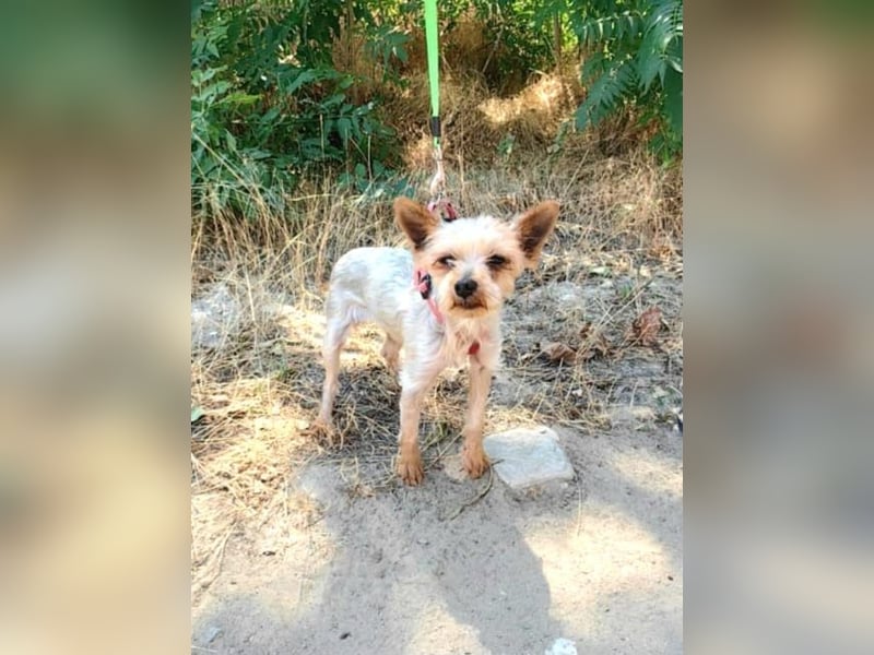 Soli ein liebes Yorkie Mädchen