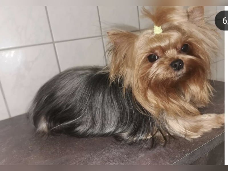 Yorkshire Terrier