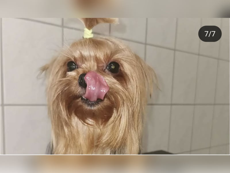 Yorkshire Terrier