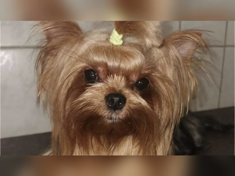 Yorkshire Terrier