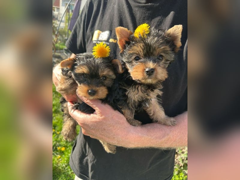 Zwei reinrassige, bezaubernd schöne Yorkshire-Terrier Welpen