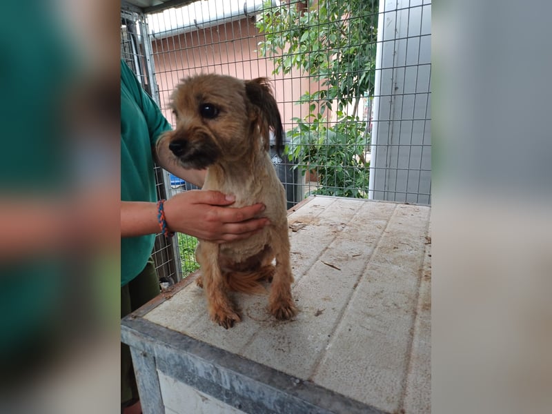 Berit-Bagatel PP – zarte Hundedame sucht ruhiges Zuhause fürs Herz
