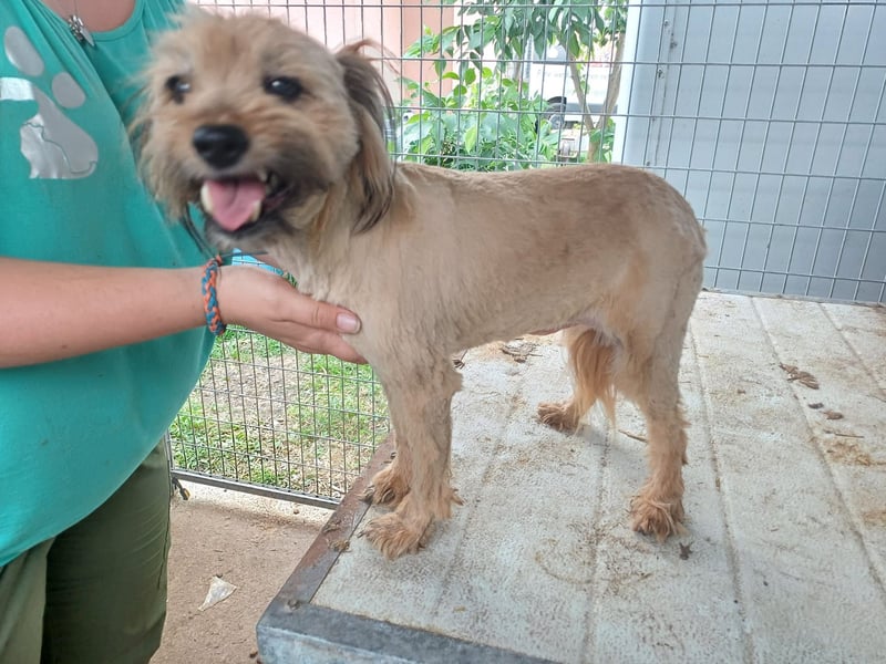Berit-Bagatel PP – zarte Hundedame sucht ruhiges Zuhause fürs Herz