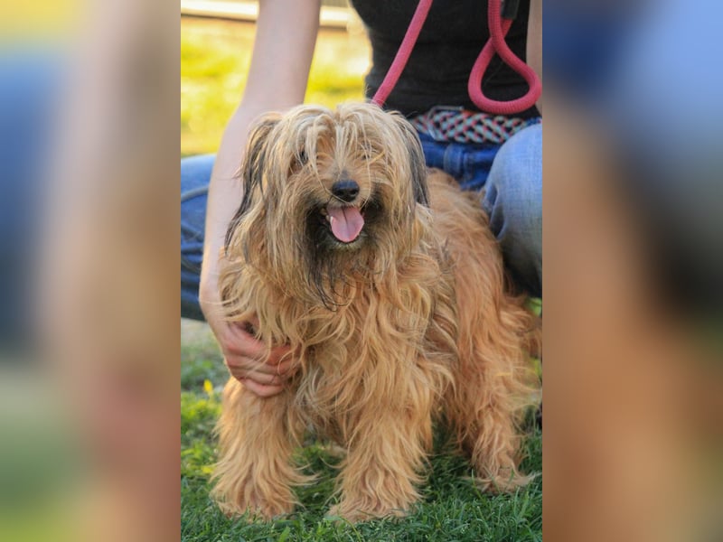 Berit-Bagatel PP – zarte Hundedame sucht ruhiges Zuhause fürs Herz