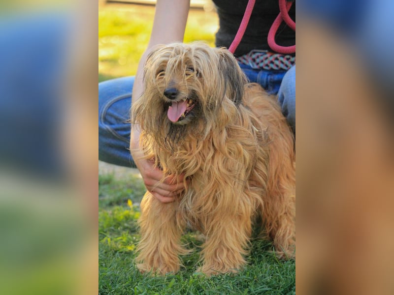 Berit-Bagatel PP – zarte Hundedame sucht ruhiges Zuhause fürs Herz
