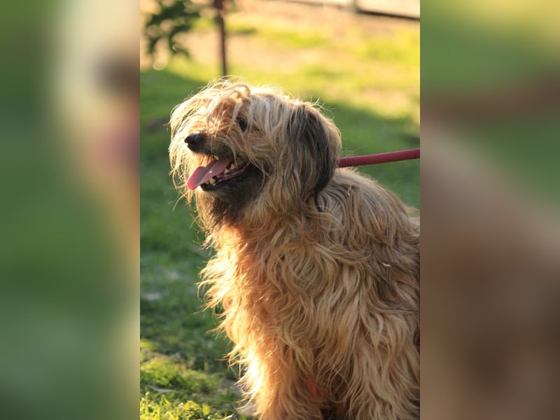 Berit-Bagatel PP – zarte Hundedame sucht ruhiges Zuhause fürs Herz