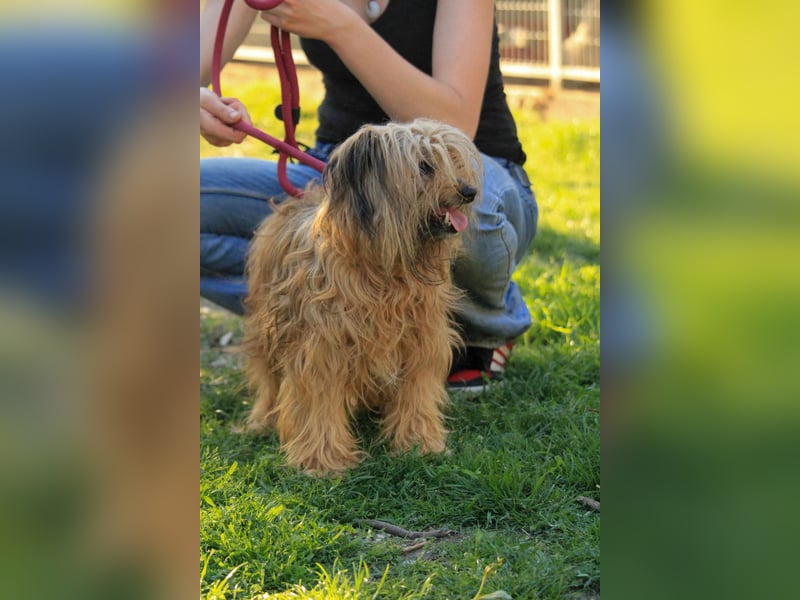 Berit-Bagatel PP – zarte Hundedame sucht ruhiges Zuhause fürs Herz
