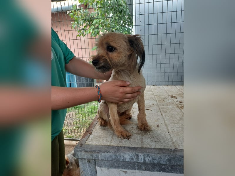 Berit-Bagatel PP – zarte Hundedame sucht ruhiges Zuhause fürs Herz
