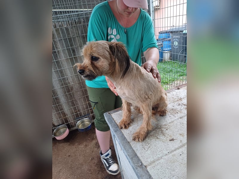 Berit-Bagatel PP – zarte Hundedame sucht ruhiges Zuhause fürs Herz