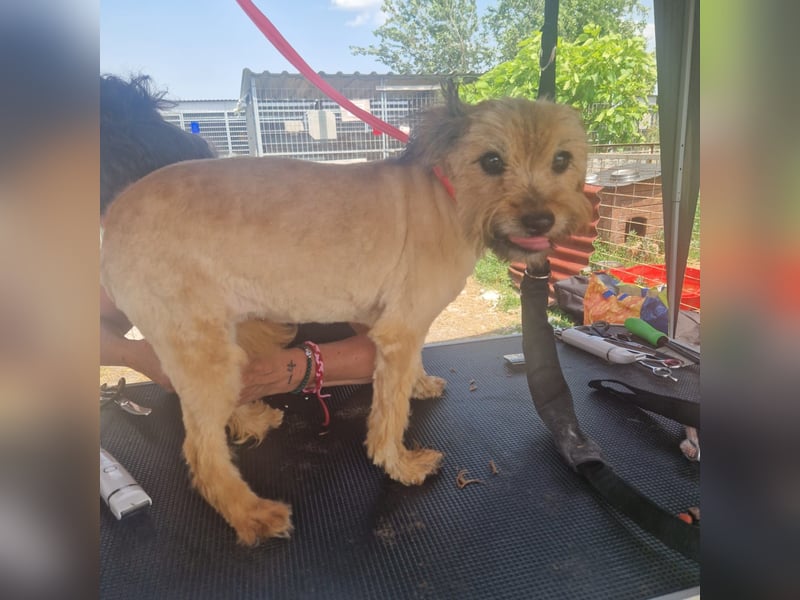 Berit-Bagatel PP – zarte Hundedame sucht ruhiges Zuhause fürs Herz