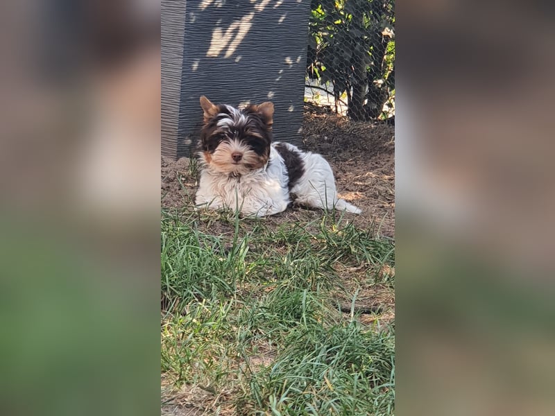 Biro Yorkshire Terrier