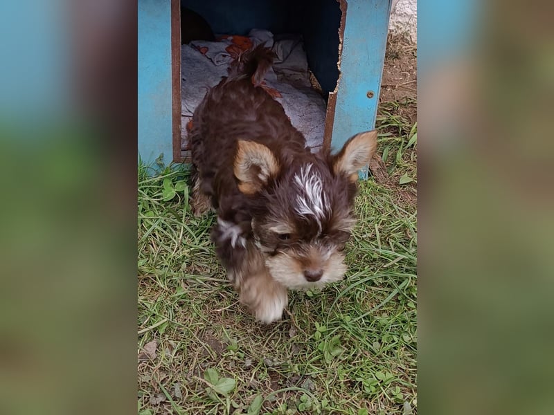 Yorkshire Terrier Mix Hündin