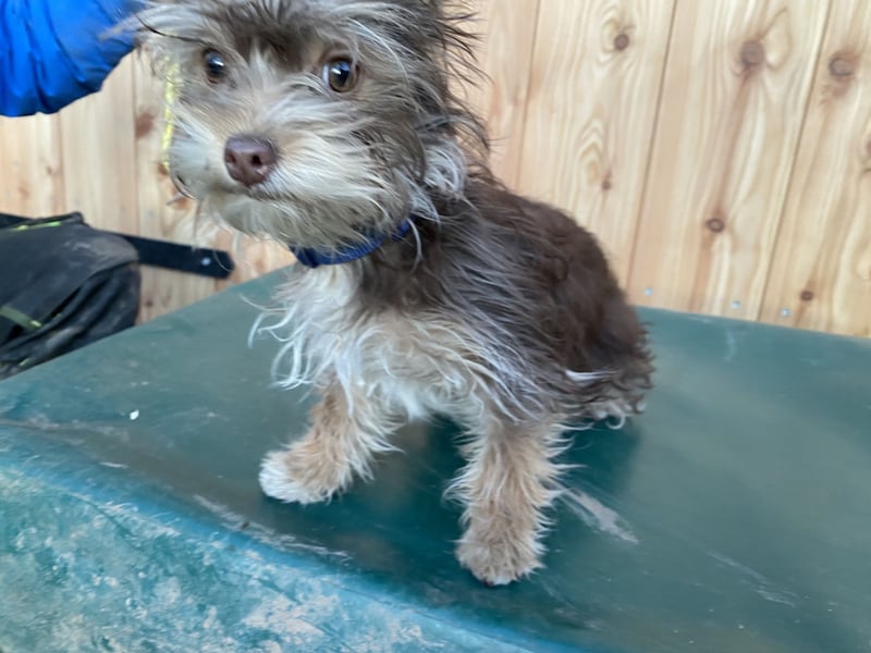 Yorkshire Terrier Mix Hündin