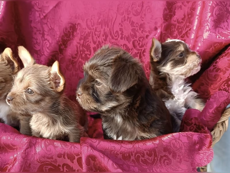 Yorkshire Terrier Mix Hündin