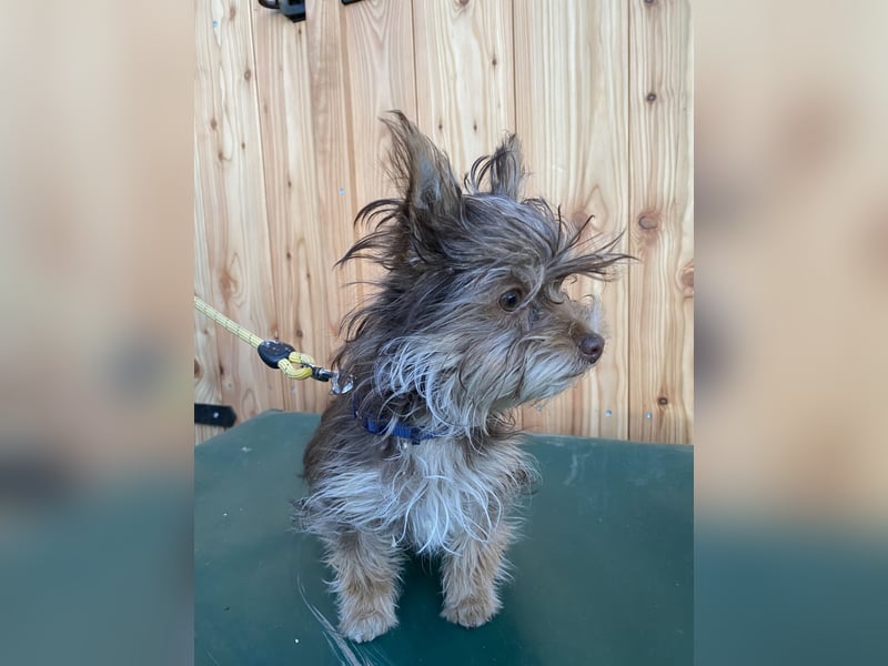 Yorkshire Terrier Mix Hündin