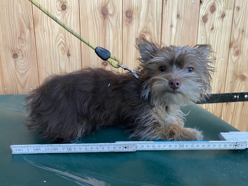 Yorkshire Terrier Mix Hündin