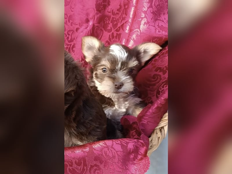 Yorkshire Terrier Mix Hündin