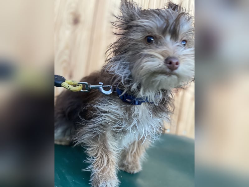 Yorkshire Terrier Mix Hündin