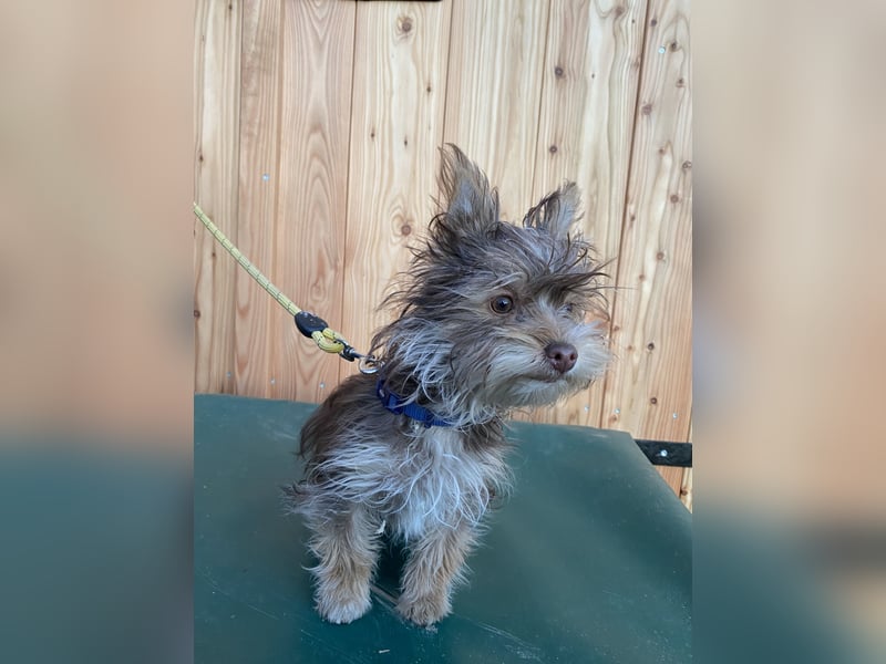 Yorkshire Terrier Mix Hündin