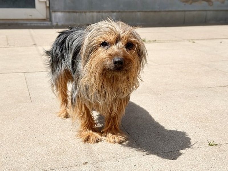 Lady, Yorkshire Terrier, geb. 2023, sucht geduldiges Zuhause