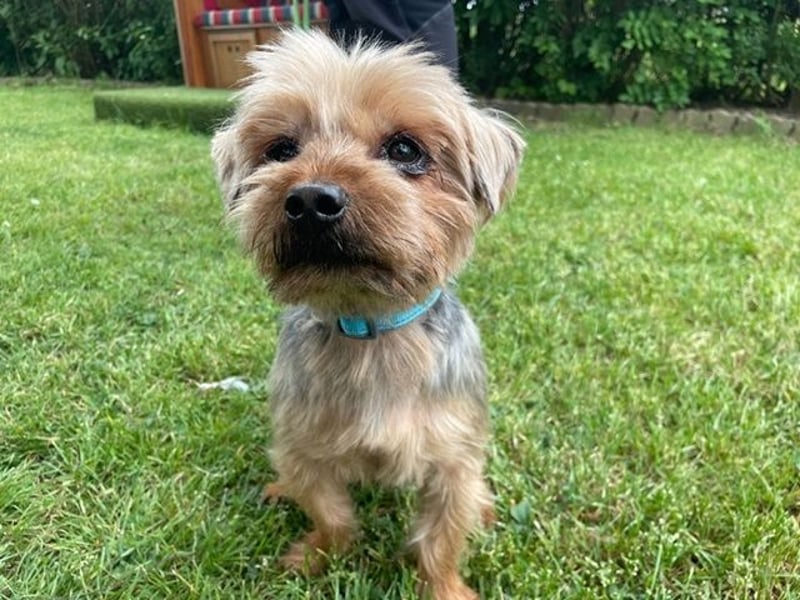 Finn, Yorkshire Terrier , geb. 2021, sie kennt noch nicht viel