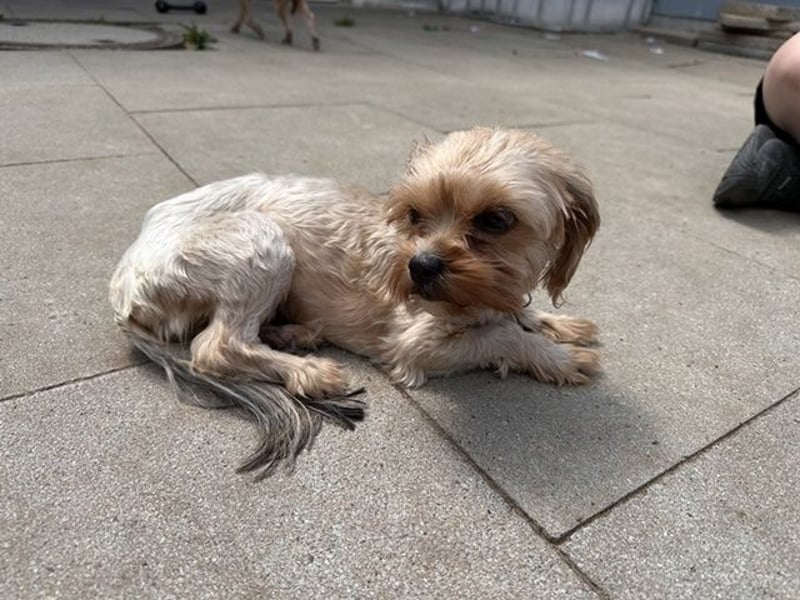 Ronja, Yorkshiremix, geb, 7/ 2024, schüchterne Junghündin su. ruhiges Zuhause