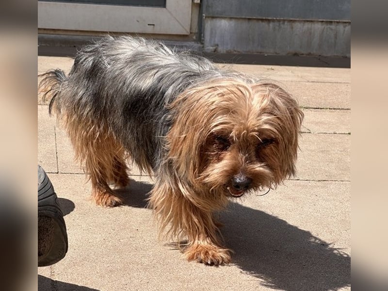 Finn, Yorkshire Terrier , geb. 2021, sie kennt noch nicht viel