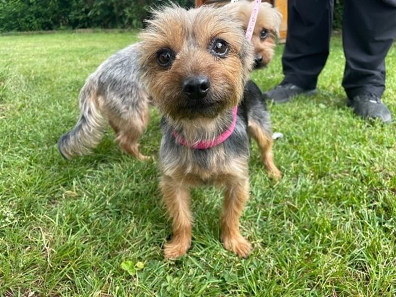 Lady, Yorkshire Terrier, geb. 2023, sucht geduldiges Zuhause