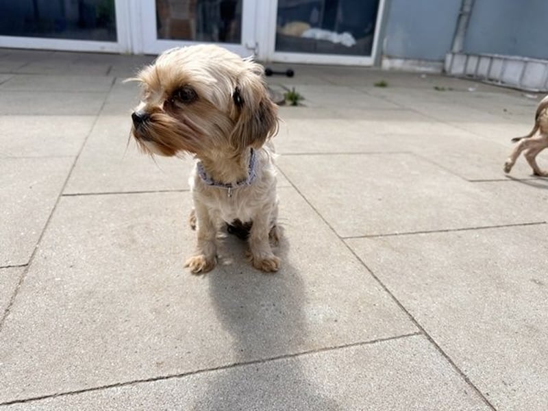 Ronja, Yorkshiremix, geb, 7/ 2024, schüchterne Junghündin su. ruhiges Zuhause