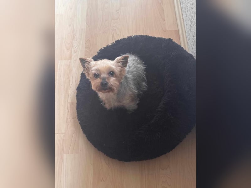 Elli - Hundeomi sucht Traumzuhause