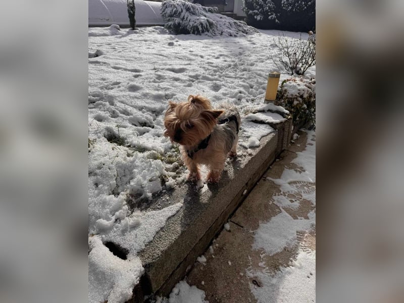 Elli - Hundeomi sucht Traumzuhause